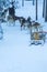 Highbred Alaskan Husky In Rovaniemi Husky Sledding Dog Park