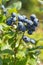 Highbush blueberries