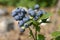 highbush blueberries