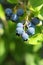 Highbush blueberries