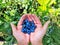Highbush Blueberries in hands