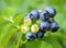 Highbush blueberry