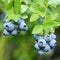 Highbush blueberry