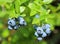 Highbush blueberry