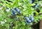 Highbush blueberry plant with fruits on branch