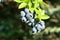 Highbush blueberry plant with fruits on branch