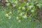 Highbush Cranberry  807263