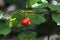 Highbush Cranberry - Viburnum edule