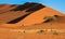 The highest sand dunes in the world at sunset in Namib Desert, in the Namib-Nacluft National Park in Namibia.