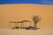 The highest sand dunes in the world at sunset in the Namib Desert, in the Namib-Nacluft National Park in Namibia. Camping with a