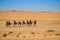 The highest sand dunes in the world at sunset in the Namib Desert, in the Namib-Nacluft National Park in Namibia. People on camels