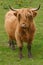 Highland aberdeen angus cow grazing green grass