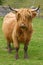 Highland aberdeen angus cow grazing green grass