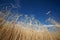 Highland barley with blue sky