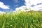 Highland barley crops