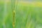 Highland barley, crops, grain, vegetation, scenery, background, tourism, China, qinghai menyuan county, macro, green, eastern civi