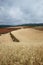 Highland barley farmland