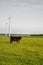 Highland breed cows on windmills background. Furry highland cows graze on the green meadow. Scottish cows in the pasture