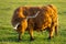 Highland breed. Large hairy red bull in green grass.Furry highland cows graze on the green meadow.Scottish cows in the