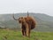 Highland brown cow wide open field loozing back