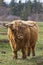 Highland Bull