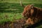 Highland Bull Lying Down Resting in a Field in Scotland