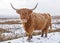 A Highland Bull on Snowy Moors