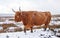 A Highland Bull on Snowy Moors