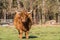 Highland bull with a very long tuft of reddish brown  hair on a cattle ranch