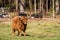 Highland bull with a very long tuft of reddish brown  hair on a cattle ranch
