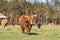 Highland bull with a very long tuft of reddish brown  hair on a cattle ranch