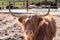 Highland bull with a very long tuft of reddish brown  hair on a cattle ranch