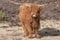 Highland calf