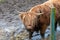 Highland calf eating hay