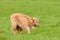 Highland calf unsteady on young legs