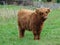 Highland calves