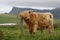 Highland Cattle