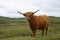 Highland cattle