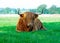 Highland cattle