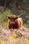 Highland cattle