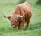 Highland Cattle