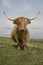 Highland cattle