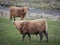 Highland Cattle