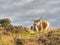 Highland cattle amongst heather on Exmoor, Somerset,UK. Cow with