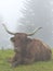 Highland cattle in Bavarian mountains, Germany