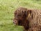 Highland cattle in Bavarian mountains, Germany