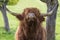 Highland cattle bull raised head