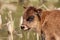 Highland cattle calf