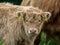 Highland Cattle calf