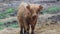 Highland Cattle Calf closeup on a foggy morning farm center